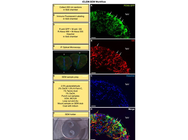 Immunofluorescence using Biotin