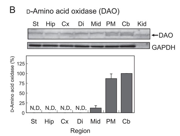 Western Blot of Anti-D-Amino Acid Oxidase (Pig Kidney) Antibody