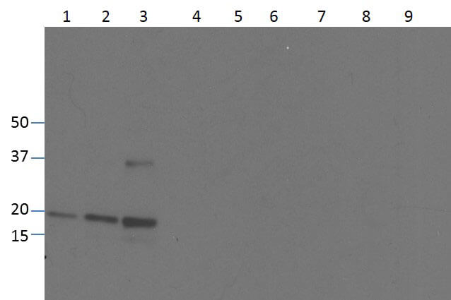 Western blot of Anti-Human TNF-a (RABBIT) Antibody