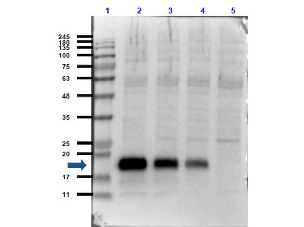 Western Blot of Rabbit Anti-IL-6 Antibody