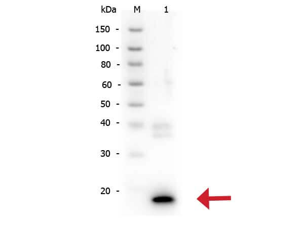 IL-10 Antibody