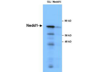Anti-NEDD1 Antibody - Western Blot
