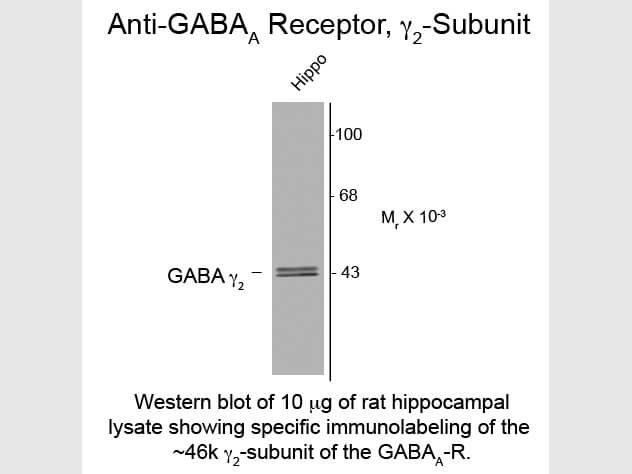 Western Blot of Anti-GABA(A) Receptor gamma 2 (Rabbit) Antibody - 112-401-C81