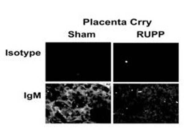 Immunohistochemistry using Rat IgM