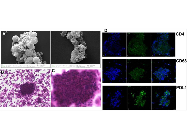 Immunofluorescence using TrueBlot Rabbit IgG Fluorescein