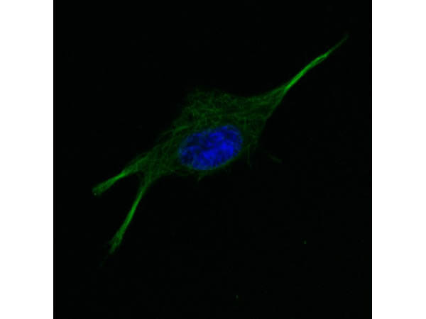 Immunofluorescence of α-tubulin using DyLight™ 680-conjugated Fluorescent TrueBlot® anti-mouse IgG