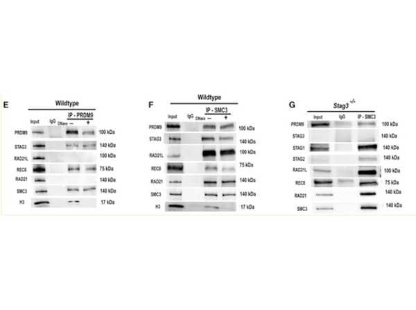 Immunoprecipitation using TrueBlot Mouse IgG Fluorescein