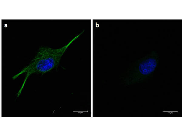 Immunofluorescence of α-tubulin using FITC-conjugated Fluorescent TrueBlot® anti-mouse IgG