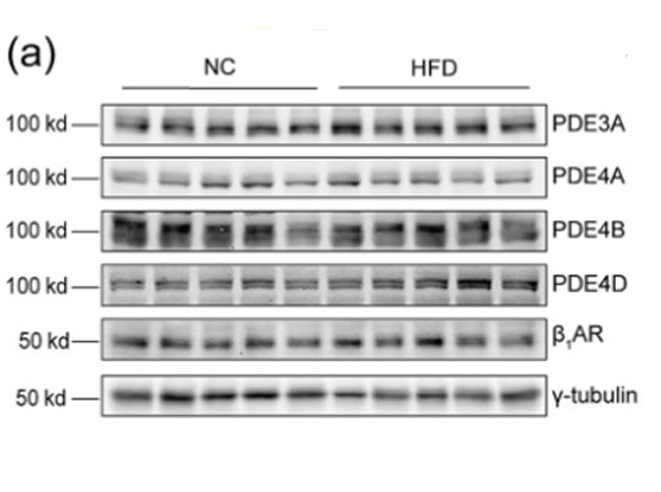 Western Blot using Fluorescent TrueBlot®: Anti-Mouse Ig DyLight™ 680