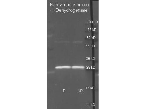 N-acylmanosamino-1-Dehydrogenase Polyclonal Antibody-Western blot