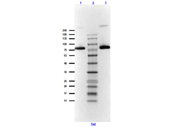 Western Blot of Goat Anti-Maltose Phosphorylase