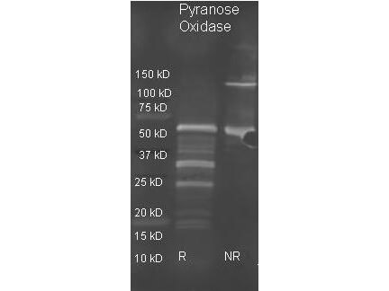 Pyranose Oxidase Polyclonal Antibody-Western blot