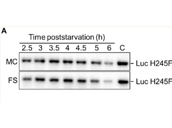 Western Blots using Luciferase horseradish peroxidase