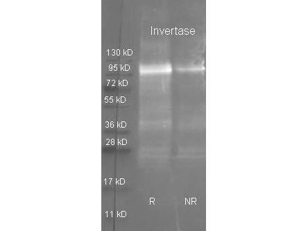 Invertase Polyclonal Antibody-Western blot