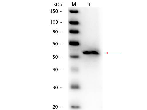 Glycerol Kinase Antibody Peroxidase Conjugated - Western Blot