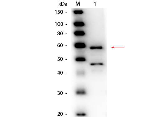 Bilirubin Oxidase Antibody Peroxidase Conjugated - Western Blot