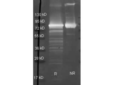 Maltose Phosphorylase Polyclonal Antibody-Western blot