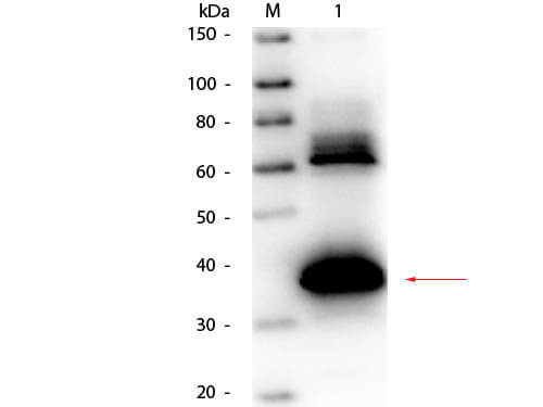 Uricase Antibody (Bacillus Species) Biotin Conjugated - Western Blot