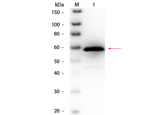 Choline Oxidase (Alcaligenes species) Antibody Biotin Conjugated - Western Blot