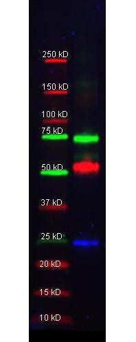 Alpha-1-Anti-Trypsin Polyclonal Antibody-Multiplex Fluorescent Western blot
