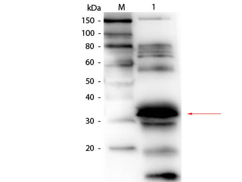 Folate Binding Protein Antibody Biotin Conjugated - Western Blot