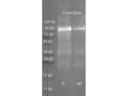 Invertase Polyclonal Antibody-Western blot