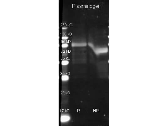 Plasminogen Polyclonal Antibody-Western blot