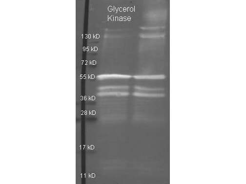 Glycerol Kinase Polyclonal Antibody-Western blot