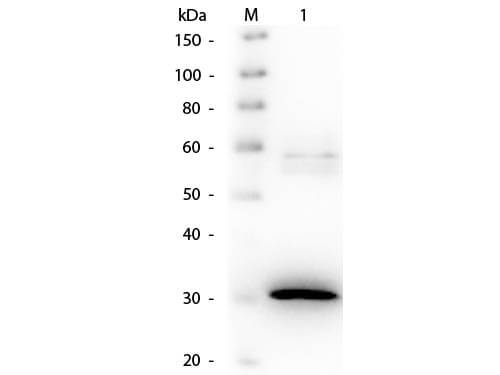 N-Acylmannoseamide 1-Dehydrogenase Antibody Biotin Conjugated - Western Blot