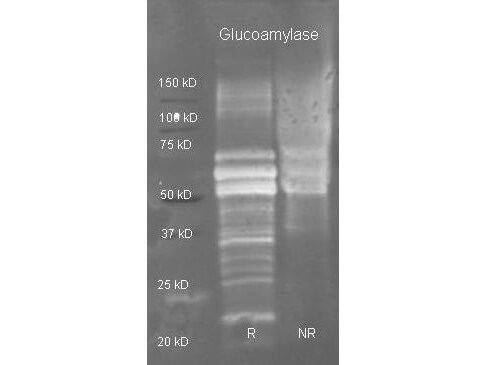 Glucoamylase Polyclonal Antibody-Western blot