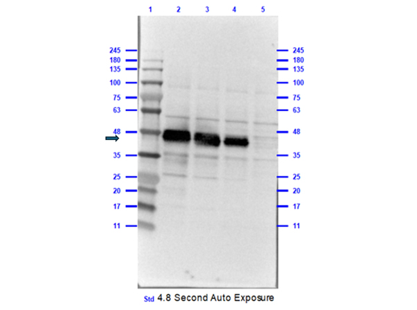 Western Blot results of Goat Anti-Peroxidase Antibody