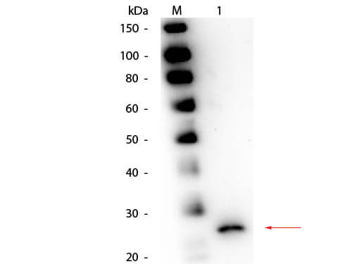 Papain Antibody - Western Blot