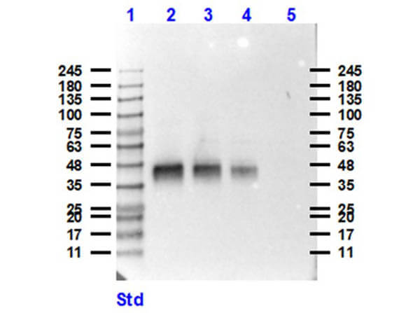 Western Blot of Anti-Pepsin Antibody