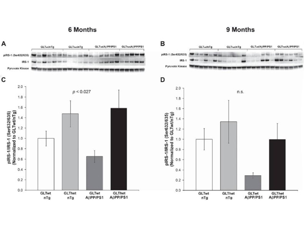 Western Blot using Pyruvate Kinase