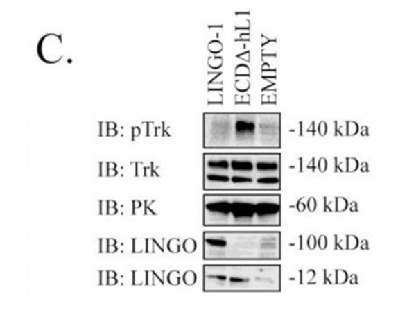 Western Blot using Pyruvate Kinase