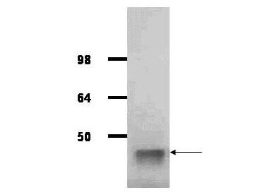 Anti-Aldolase (Rabbit Muscle) Antibody Peroxidase Conjugated - Western Blot