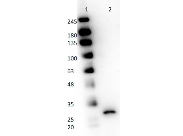 Western Blot of Goat anti-Papain Antibody Peroxidase Conjugated