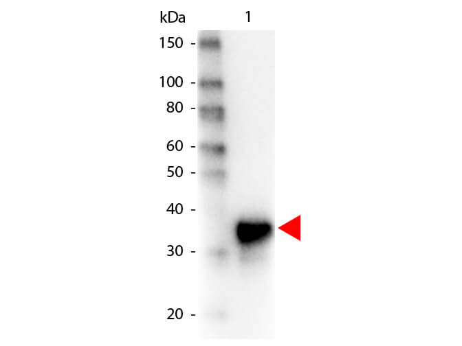 Pepsin Antibody Peroxidase Conjugated - Western Blot