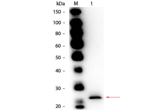 Papain Antibody Biotin Conjugated - Western Blot