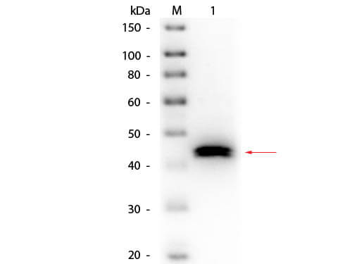 Pepsin Antibody Biotin Conjugated - Western Blot