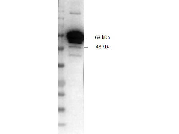 Western Blot of Goat Anti-Pyruvate Kinase Biotin Conjugate.