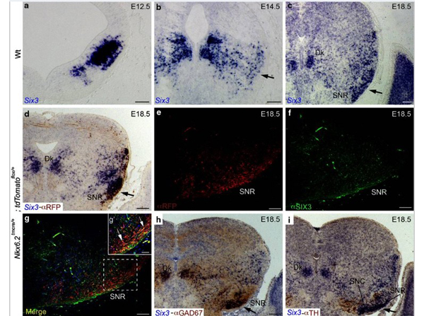 Immunofluorescence using Six3