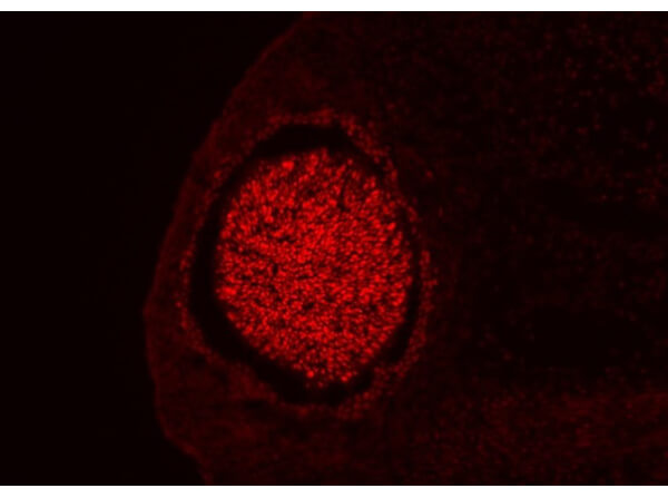 Immunofluorescence of Guinea Pig Anti-Six 3 Antibody