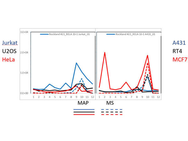 PAGE-MAP (microsphere affinity proteomics) of Mouse Anti-NFKB p65 (Rel A) Antibody
