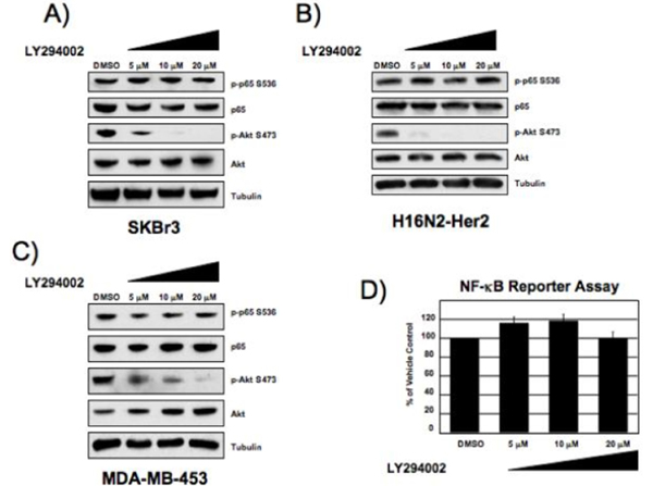 Western Blot using NFKBp65