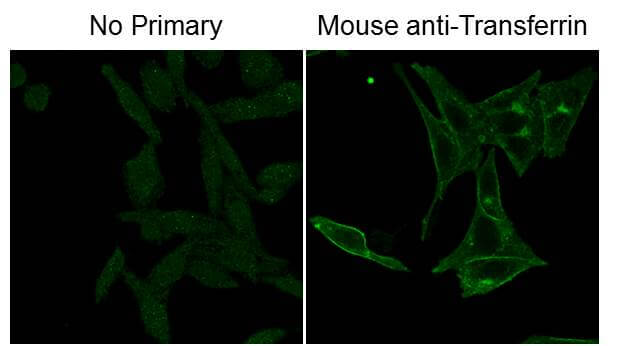 Immunofluorescence Microscopy - Mouse Anti-Fluorescein