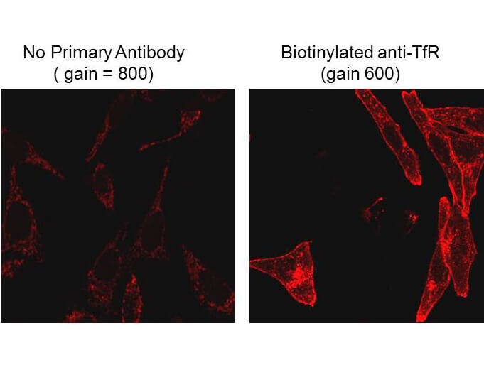 Immunofluorescence Microscopy - Mouse Anti-Biotin
