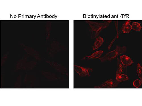 Immunofluorescence Microscopy - Anti-Biotin
