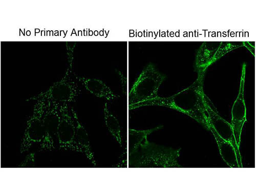 Immunofluorescence Microscopy of Mouse Anti-Biotin