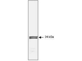 Anti-Human p34cdc2 Monoclonal Antibody - Western Blot